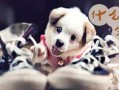 狗看见鬼有几种表现，狗看见鬼有几种表现：为什么狗能看见脏东西