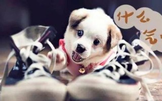 狗看见鬼有几种表现，狗看见鬼有几种表现：为什么狗能看见脏东西