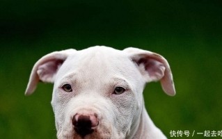 世界十大禁犬，世界十大禁犬名的照片